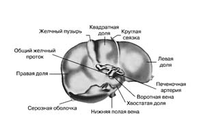 профессия кинолог